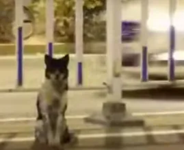 Hond waakt al tachtig dagen over plek waar baas verongelukte