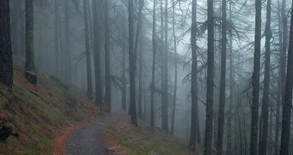 Staatsbosbeheer waarschuwt: 'Vermijd het bos dit weekend'