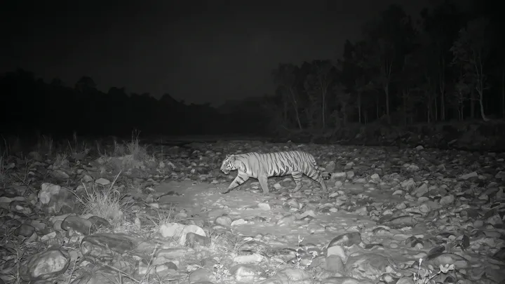 Tiger bekommt Hilfe vom Fotografen - Die Wahrheit brachte sein Blut zum Kochen