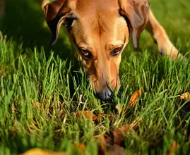 5 Natural Anti-Tick Tricks Veterinarians Are Raving About