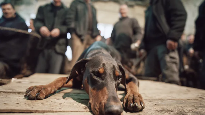 Abgelehnter Hund von jungem Mann ersteigert - dann entdeckt er die entsetzliche Wahrheit..