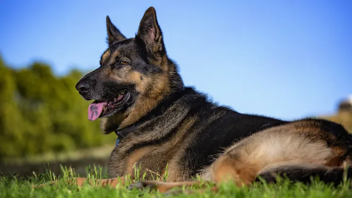 Un chien policier à la retraite fait une découverte intéressante avec l’aide de son propriétaire