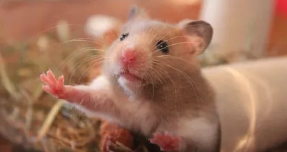 Gruwelijk: Hamster geweigerd op vliegtuig, baasje spoelt 'm door het toilet