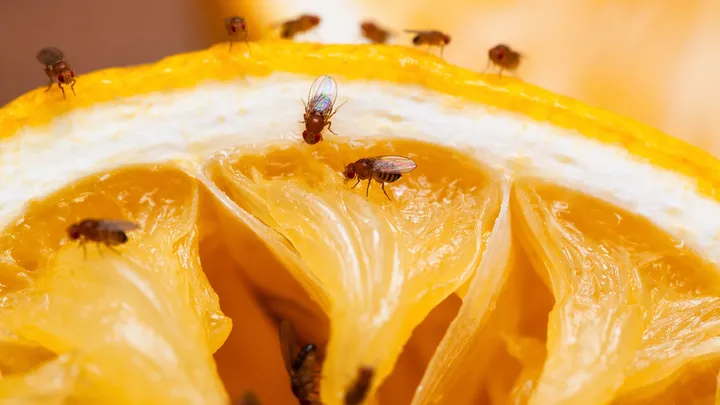 Fruit Flies Aren't Just Coming From Your Fruit! The Secret "Nesting Grounds" In Your Home You’re Missing