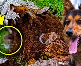 Oude politiehond doet bijzondere vondst met behulp van zijn baasje