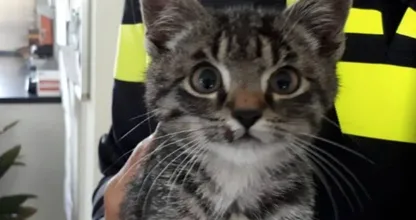 Kitten bij Emmeloord uit auto gegooid en overreden: 'Hij maakt het nu goed'