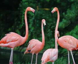 Klanten Intratuin geschrokken door verblijf levende flamingo’s