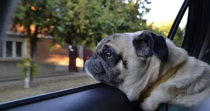 Heftig: slechts zó kort kan een hond maar in een warme auto zitten