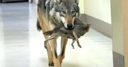 Lobo invade o hospital - Enfermeira levada às lágrimas pelo que carrega na boca