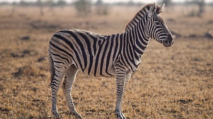 Dieser Zebra wurde in freier Wildbahn gesichtet – Tierarzt nach Untersuchtung schockiert