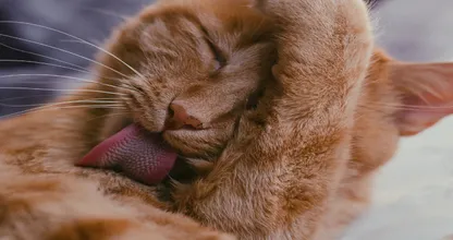 Aha! Dit is de reden waarom je kat je haar graag likt