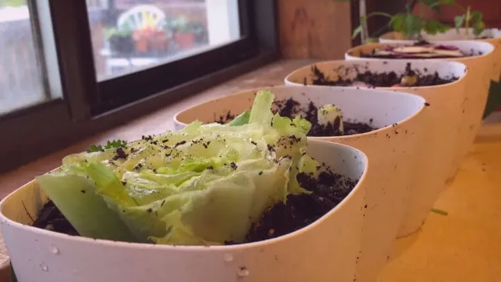 Zo maak je heel gemakkelijk een moestuin van restjes groente