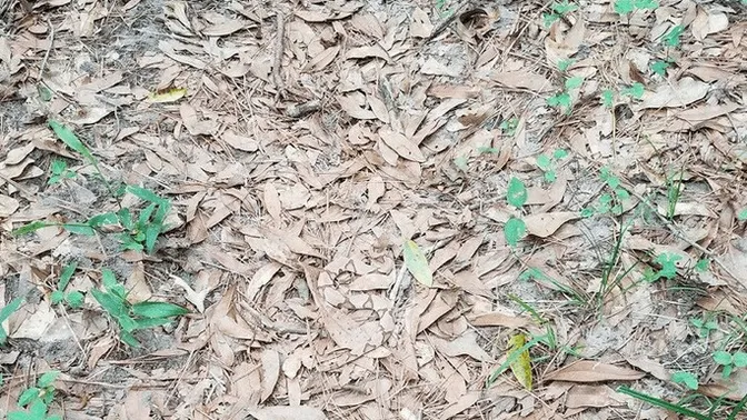 Arriverez-vous à voir le serpent super bien camouflé sur cette photo ?