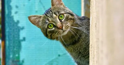 Vogelbescherming roept op: 'Houd je kat komende 2 maanden binnen'