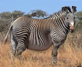 Dieser Zebra wurde in freier Wildbahn gesichtet – Tierarzt nach Untersuchtung schockiert