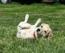 Zo kom je van de geur af als je hond door iets smerigs gerold heeft