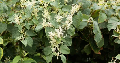 Japanse duizendknoop-plant veroorzaakt steeds meer problemen