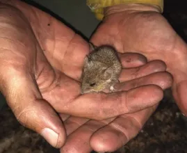 Politie rukt uit vanwege ijselijke gil: oproerkraaier blijkt verdwaalde muis