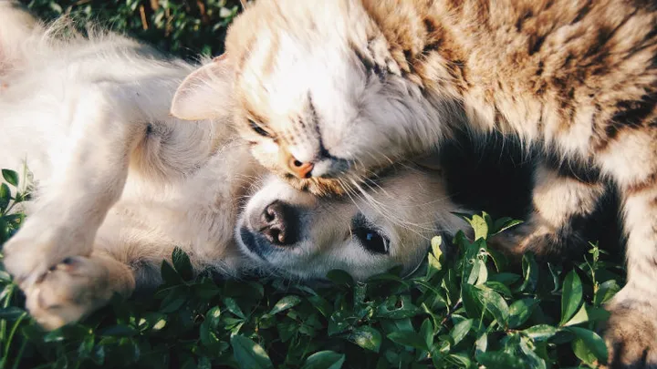 Untersuchungen zur Folge ist dies der Unterschied zwischen Hunde- und Katzenmenschen.