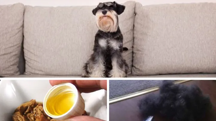 Durch dieses Haushaltsmittel wird dein Haustier VIEL weniger Haare verlieren!