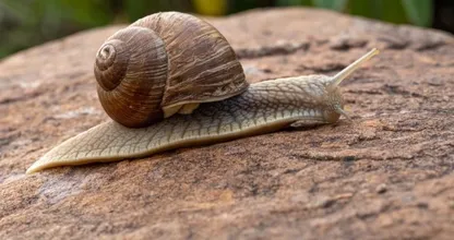Wil je je planten beschermen tegen slakken? ZO doe je het!