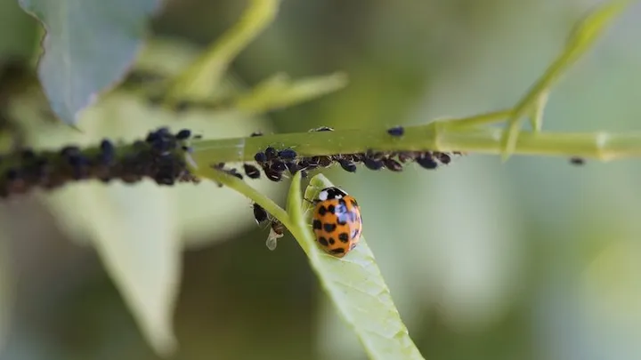 Deze 21 tuinhacks besparen je veel tijd en geld