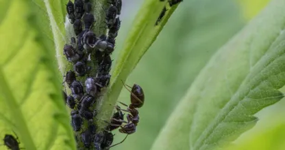 Met deze 5 tips kun je bladluis op een natuurlijke manier bestrijden