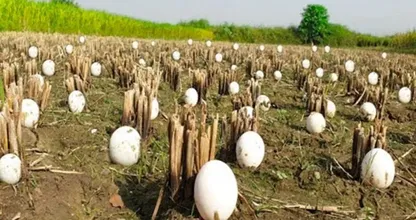 Farmer finds hundreds of strange eggs in his crops - but when they hatch, he bursts into tears