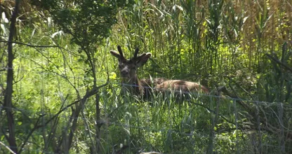 Vlees van afgeschoten edelherten uit Oostvaardersplassen wordt verkocht