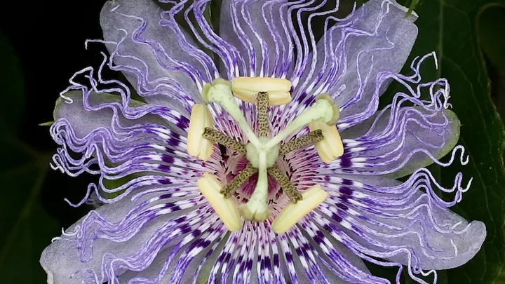 Take A Look At These Plants Found Around The Globe