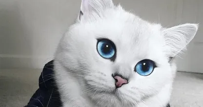 Wow, vielleicht ist dies die schönste Katze auf Erden?