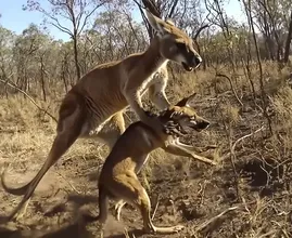 Un kangourou attrape un chien et s'enfuit - Ce que les habitants révèlent va vous surprendre !
