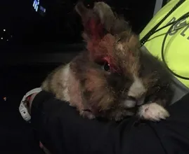 Politie zoekt dader die gisteravond konijn in de brand heeft gestoken