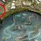 Man Finds Giant Snake Pit And Is Shocked When He Discovers What Lies At The Bottom