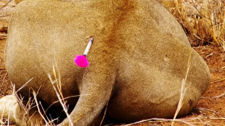 Un león pide ayuda a un fotógrafo - La increíble verdad al descubierto