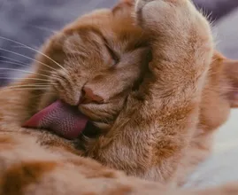 Aha! Ecco perché al tuo gatto piace leccare i tuoi capelli