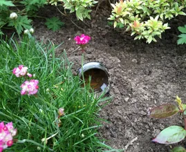 Plagen dich Schnecken im Garten? Mit diesem genialen Trick bestimmt nicht mehr!