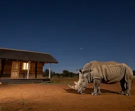 Rhino Appears Outside Ranger’s Cabin at Dawn – What It Leaves Behind Leaves Him Frozen