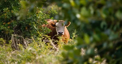 Un fermier retrouve une vache disparue après 8 mois - Lorsqu'il s'approche, elle devient pâle.