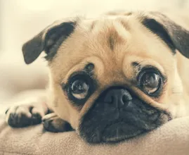 Grappig! Dit is wat jouw hond zegt over je karakter