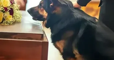 Ex-Polizeihund bellt unentwegt am Sarg seines früheren Besitzers - enthüllt das Geheimnis, das er mit ins Grab nahm