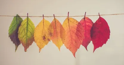 Handen uit de mouwen: deze struiken kun je het best snoeien in de herfst