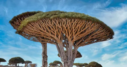 Take A Look At These Plants Found Around The Globe