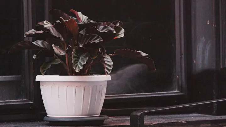 The 4 Best Shade-Loving Plants For In Your House