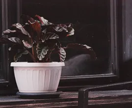 Ideaal: deze 4 kamerplanten genieten van een donker hoekje in huis