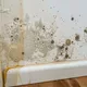 Get rid of mold around your house easily!