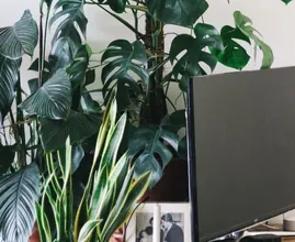 Con questo espediente, puoi far crescere una pianta da appartamento in pochissimo tempo da una patata dolce