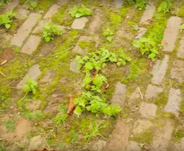 These are 5 easy and natural tricks to help you get rid of the weeds in your garden!