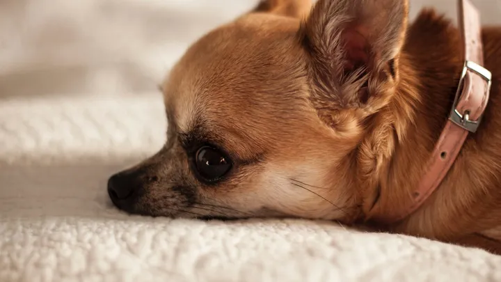 Esta pitbull se recusou a deixar o abrigo sem seu amigo chihuahua