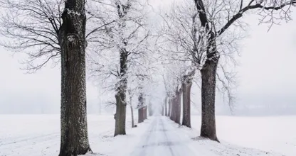 Winterweer op komst: volgende week kans op een laagje sneeuw